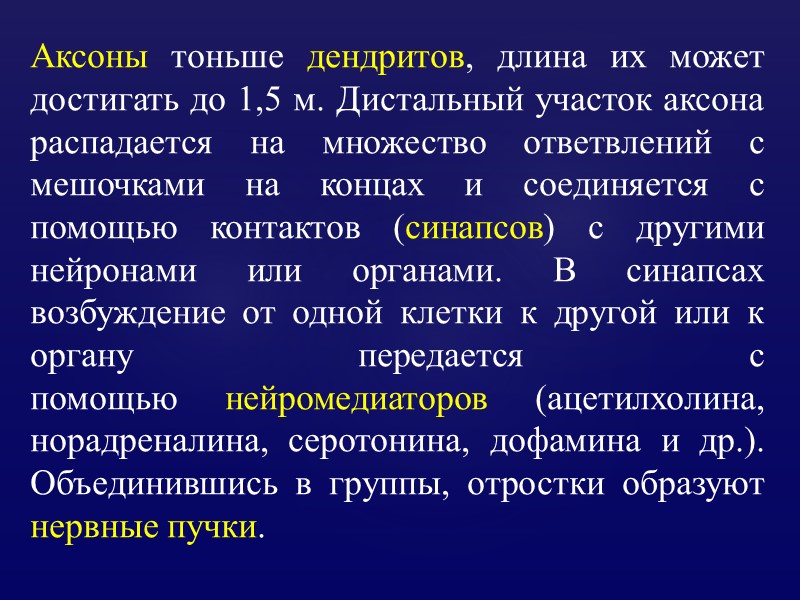 Аксоны тоньше дендритов, длина их может достигать до 1,5 м. Дистальный участок аксона распадается